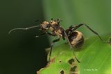 <i>(</i>Formicidae, <i>Polyrhachis ypsilon)</i><br />Golden Spiky Ant