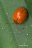 Chrysomelidae,  sp.[B]