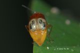 <i>(</i>Chrysomelidae, <i>Monolepta sp.)[A]</i>