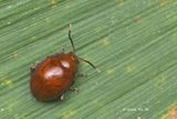 <i>(</i>Chrysomelidae, <i>Chabria sp.)[A]