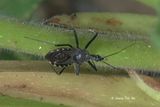 <i>(</i>Reduviidae, <i>Rhynocoris sp.)[J]</i><br />Flower Assassin Bug