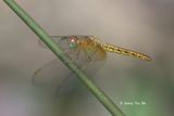 <i>(Neurothemis fluctuans)</i><br /> Common Parasol