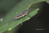 (Curculionidae, <mark>{Subtribe}</mark> Sphenophorina sp.)[D]<br />True Weevil