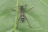 <i>(</i>Cerambycidae, <i>Xylotrechus sp.)[A]</i>