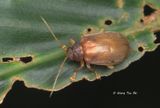 Chrysomelidae, sp.[L]
