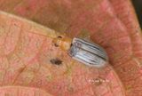 (Chrysomelidae, <mark>{Subfamily}</mark><br /> Galerucinae sp.) [H]