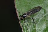 (Asilidae,<br /><mark>{Tribe}</mark> Atomosiini sp. A)