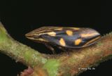 (Aphrophoridae, <i>Clovia sp.)[E]</i><br /> Spittlebug