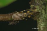 (Aphrophoridae, <i>Clovia sp.)[E]</i><br /> Spittlebug