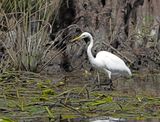 Great Egret1].tif