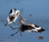 Fighting Willets3952.tif
