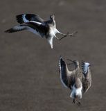 Fighting Willets-2-3965.tif