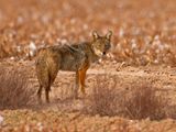 Coyote4680.tif