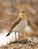 N_Wheatear-1535.tif