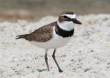 Wilsons Plover9256.tif