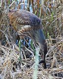 American Bittern with snake.tif