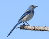 Florida Scrub Jay-6.tif