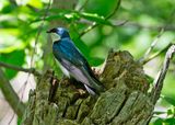 Tree Swallow8606.tif