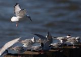 Common Terns8856.tif