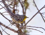 GracesWarbler9535.tif