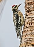 Yellow-belliedSapsucker20131.jpg