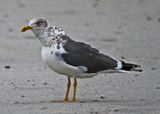 LesserBlackBackGull120131.jpg