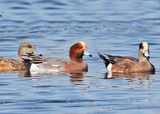 Eurasian Wigeon20129.jpg