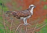 Osprey20125.jpg
