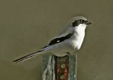 Loggerhead Shrike20125.jpg