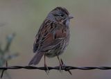 LincolnsSparrow8771.jpg