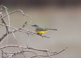 Tropical Kingbird90124.jpg