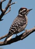 Ladderback Woodpecker_.tif