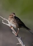 Savannah Sparrow_Calif.tif