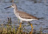 G.Yellowlegs5078.jpg