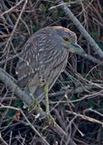 Black_crowned Night Heron 5203.jpg