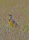 E. Meadowlark5345.jpf