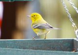 Pine Warbler 5364.jpg