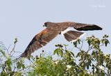 Harris Hawk  5881.jpg