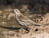Red-winged Blackbird-f-SoTex.jpg