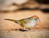 Green-tailed Towhee-5.jpg