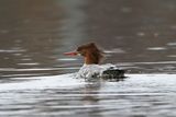 Common Merganser 0338.jpg
