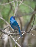 Indigo Bunting-7-SoTex.jpg