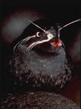 Whiskered-Auklet..jpg