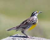 E. Meadowlark 344.tif
