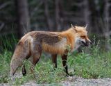 RedFox0796.jpg