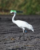 Whooping Crane-2.tif