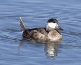 Ruddy Duck-capitol Lake.jpf