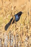 Boat-tailed Grackle-2.tif