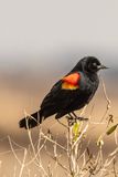 Red-winged Blackbird8024.tif