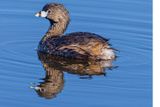 Pibilled Grebe1A7945.tif